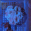 Blue Candy Cane (Caulastrea furcata) - Image 2