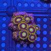 Choice Select Frags - Image 9