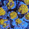 Fruit Loops Zoanthids (Zoanthus sp.) - Image 2