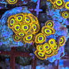 Choice Select Frags - Image 4