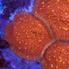 Golden Eye Chalice (Oxypora sp.) - Image 2