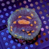Choice Select Frags - Image 2