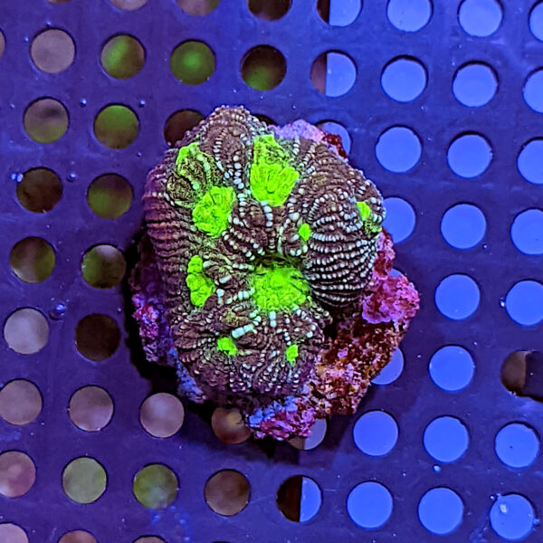 100% Aquacultured Aquarium Corals | The Reef Farm