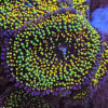 Rainbow Ricordea Mushroom (Ricordea Florida) - Image 2