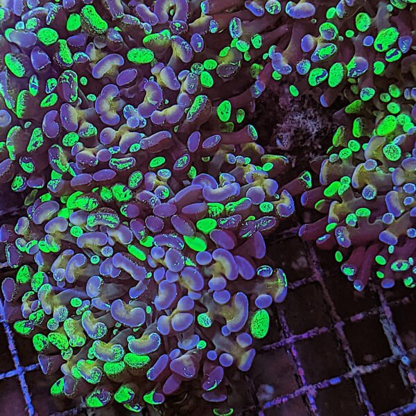 Galaxy Coral (Galaxea fascicularis) The Reef Farm