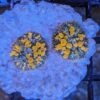 Sunkist Bounce Mushroom (Rhodatis sp.) - Image 2