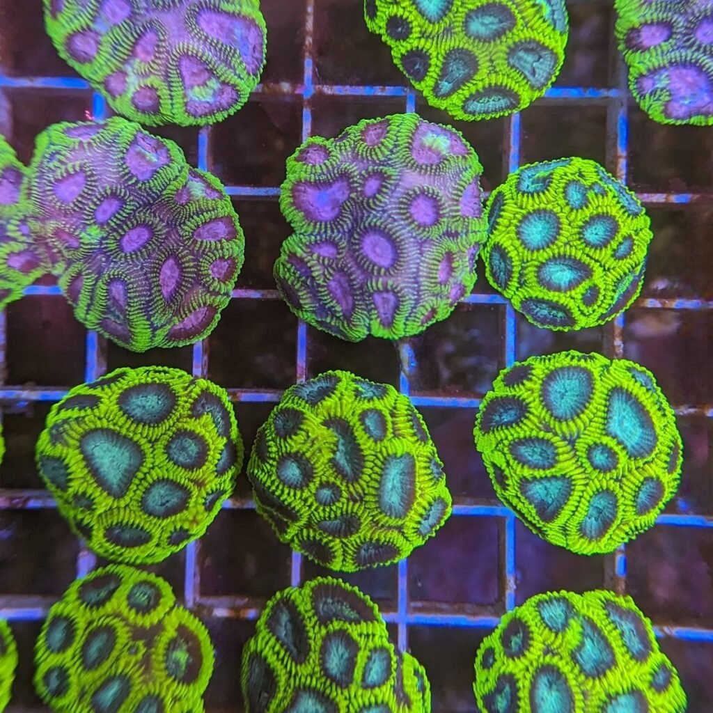 Curated visual reference: Reef Tank Invertebrates Tank Cleaners Photo Inspiration