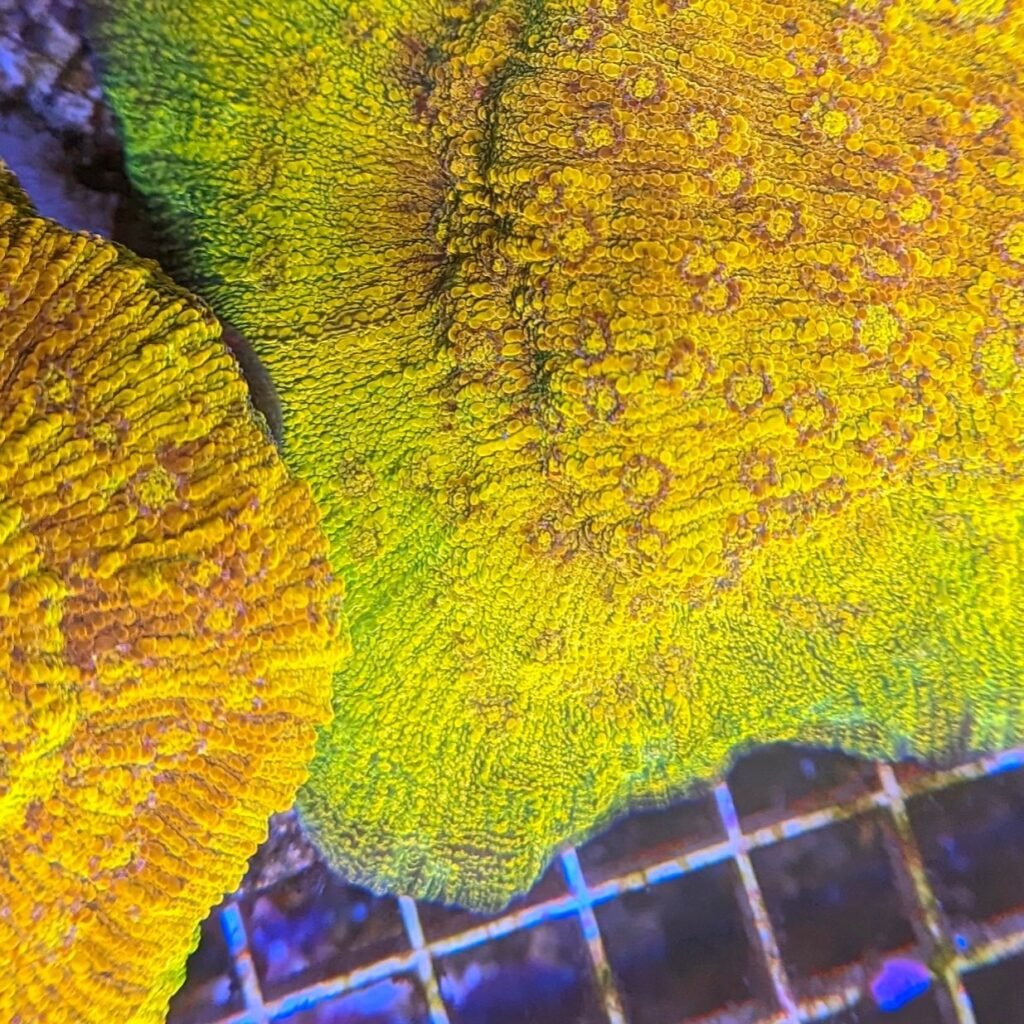 Curated visual reference: Fresh Look at Reef Tank Invertebrates Tank Cleaners